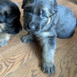 German Shepherd Puppies from McLaughlin German Shepherds
