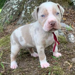 Maroon Collar Male - Blue merle male Catahoula Leopard Dog puppy in Gadsden, Alabama from Rich Cat’s
