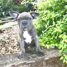 Diesel - Blue fawn male French Bulldog puppy in Leola, Pennsylvania from Edna's Homegrown Frenchies