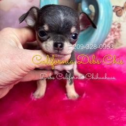 VIOLET 5250 - Blue and tan female Chihuahua puppy in Manteca, California from Deb's Chihuahuas California