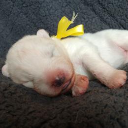 Samoyed Puppies from Limelight Samoyeds