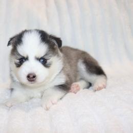 Sarah - Silver and white female Pomsky puppy in Denham Springs, Louisiana from Bayouland Pomskies