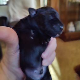 Boy 3 - Salt and pepper Miniature Schnauzer puppy in Blackville, South Carolina from KS Kennels