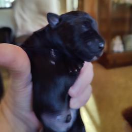 Boy 3 - Salt and pepper Miniature Schnauzer puppy in Blackville, South Carolina from KS Kennels
