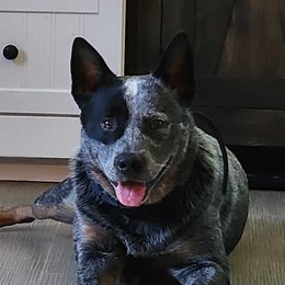 Loki - Australian Cattle Dog