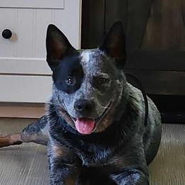 Loki - Australian Cattle Dog