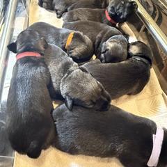 Standard Schnauzer Puppies from Dragos Kennel