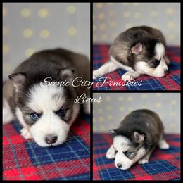 Linus - Silver and white male Pomsky puppy in Rossville, Georgia from Scenic City Pomskies