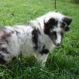 Shetland Sheepdog Puppies from Carolyn Spears's Shetland Sheepdogs