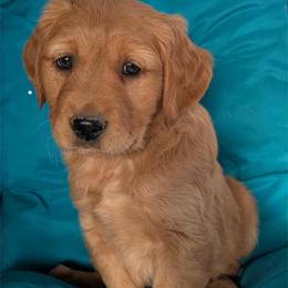RB - Dark golden male Golden Retriever puppy in Parker, Colorado from Legacy Ranch Golden Retrievers