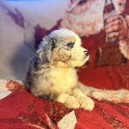 Girl 1 - Blue merle female Aussiedoodle puppy in Vinemont, Alabama from Puppy Pals