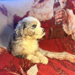 Girl 1 - Blue merle female Aussiedoodle puppy in Vinemont, Alabama from Puppy Pals