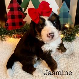 Jasmine - Tri-color female Bernedoodle puppy in Perrysville, Ohio from Pleasant Valley Bernedoodles