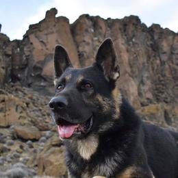 Yukon - German Shepherd