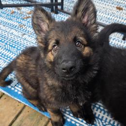 Green collar ( griz) - Sable male German Shepherd puppy in Oscoda, Michigan from Sstar