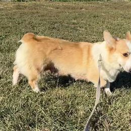 Piper - Pembroke Welsh Corgi
