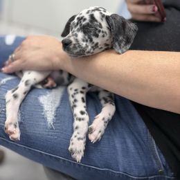 Zorri - White and black female Dalmatian puppy in Fort Cavasos, Texas from Mainstreet Dalmation