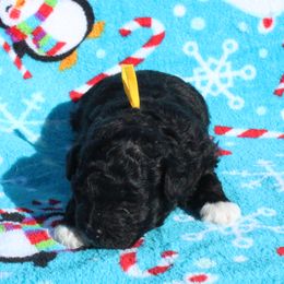 Angel - Black female Poodle puppy in Greenville, South Carolina from Wendy's House Of Poodles LLC