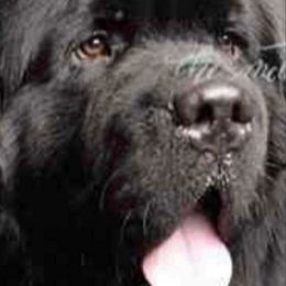 Newfoundlands from Timber’s Watch