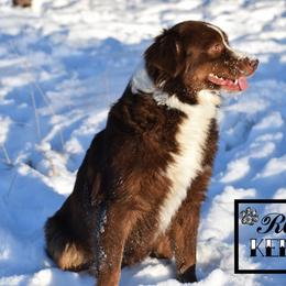 Miniature Australian Shepherd All Grown Up from Rustic Original Aussies