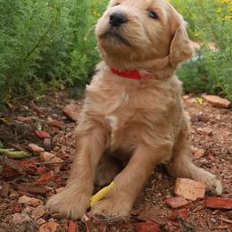 Aussiedoodle, Goldendoodle, and Labradoodle Puppies from Loving Doodle