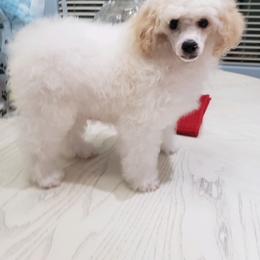 Poodle Puppies from Those Prissy P. Poodles