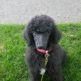 German Shorthaired Pointer and Poodle Puppies from Misfire