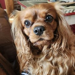 Jagger - Cavalier King Charles Spaniel