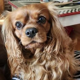 Jagger - Cavalier King Charles Spaniel