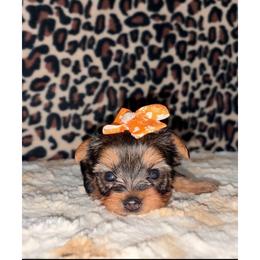 Orange bow girl - Blue and gold female Yorkshire Terrier puppy in Monticello, Iowa from Ashley’s Puppies