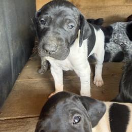 German Shorthaired Pointer Puppies from Red Hills GSPs