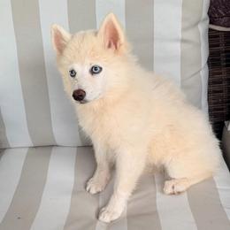 Skor's white girl - White female Pomsky puppy in Enid, Oklahoma from Mile Hi Pomskies