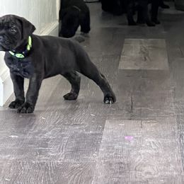 Cane Corso Puppies from Ragnarok kennels