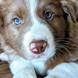 Border Collies from Sun Spot Farm