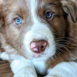 Border Collies from Sun Spot Farm