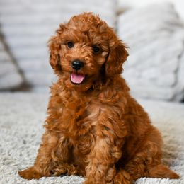 Boy 2 - male Cavapoo puppy in Tucson, Arizona from Sun Valley Goldendoodles