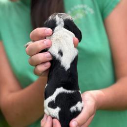 Female 3 - Black brown and white female Basset Hound puppy in Lindley, New York from Hill Top Basset Hounds & Cane Corso