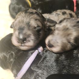 Goldendoodle Puppies from South Mountain Goldendoodles