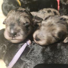 Goldendoodle Puppies from South Mountain Goldendoodles
