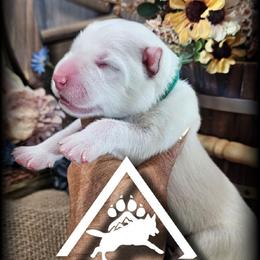 Boone - White male German Shepherd puppy in Sequim, Washington from German Shepherd Haus