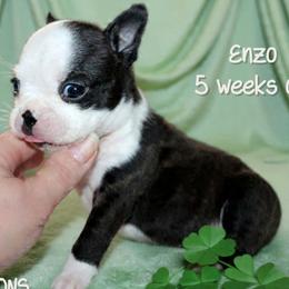 Boy 1-Enzo - Black and white male Boston Terrier puppy in North Central, Vermont from Windy Valley’s Bostons