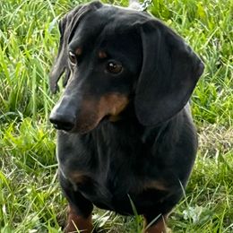 Skipper - Dachshund