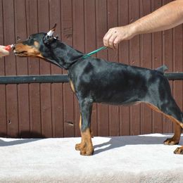 Doberman Pinscher Puppies from JM Dobermans