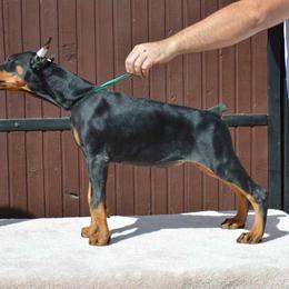 Doberman Pinscher Puppies from JM Dobermans