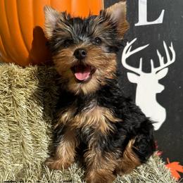 Bones - Black and tan male Yorkshire Terrier puppy in South Coffeyville, Oklahoma from Nicki's Yorkies