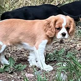 Mac - Blenheim male Cavalier King Charles Spaniel puppy in Valley, Washington from F-Stop Cavaliers