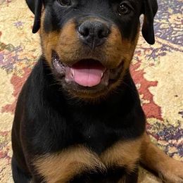 Rottweiler Puppies from Hahn Rottweiler