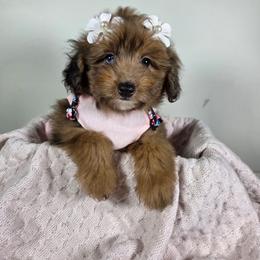 Sable - Sable female Aussiedoodle puppy in Haleyville, Alabama from The Cuddly Dood Ranch