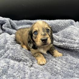 Dapple boy 2 - Brindle male Dachshund puppy in Spanaway, Washington from 11 Oaks Kennels