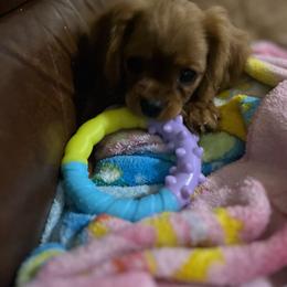 Sunny - Ruby female Cavalier King Charles Spaniel puppy in Gainesville, Georgia from Cavaliers of Chestatee